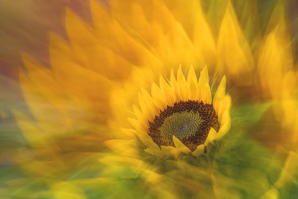Sunflower (Helianthus) art print by Florent Dirk Thies for $57.95 CAD