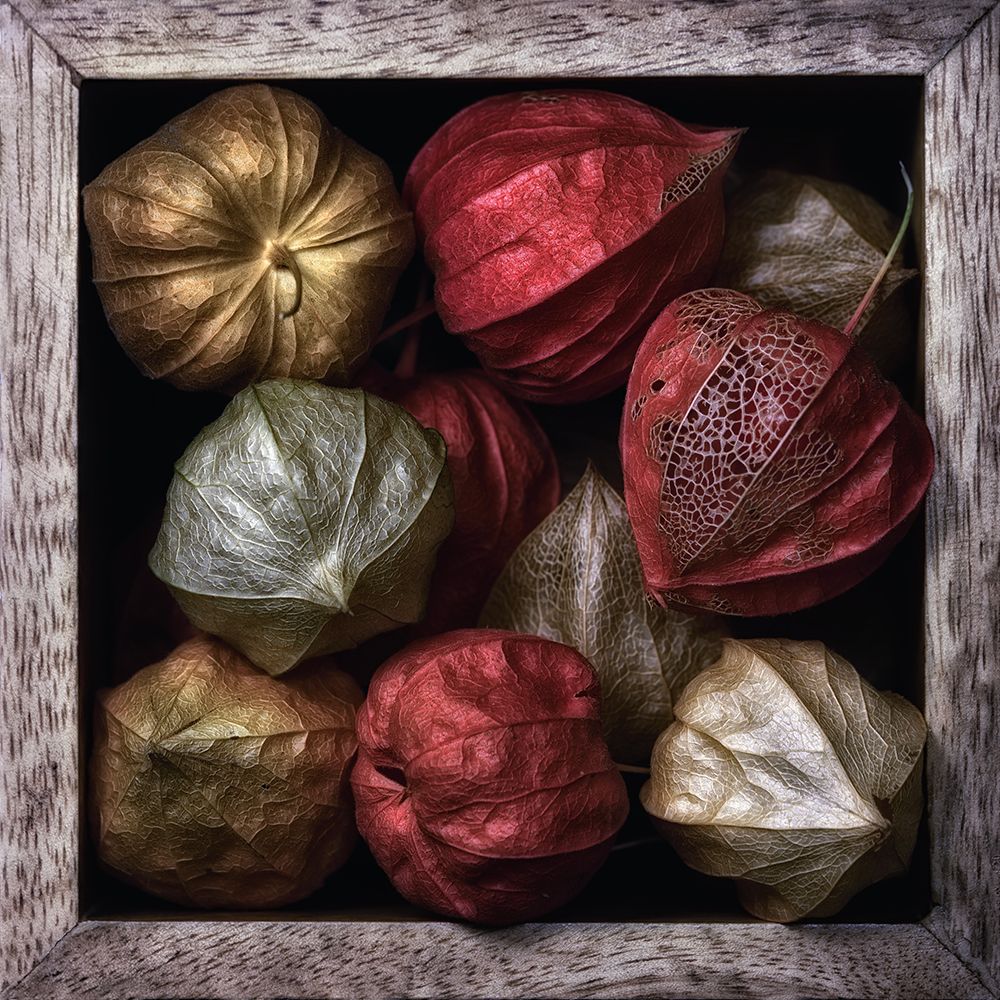 Physalis In A Box art print by Lotte Gronkjar for $57.95 CAD