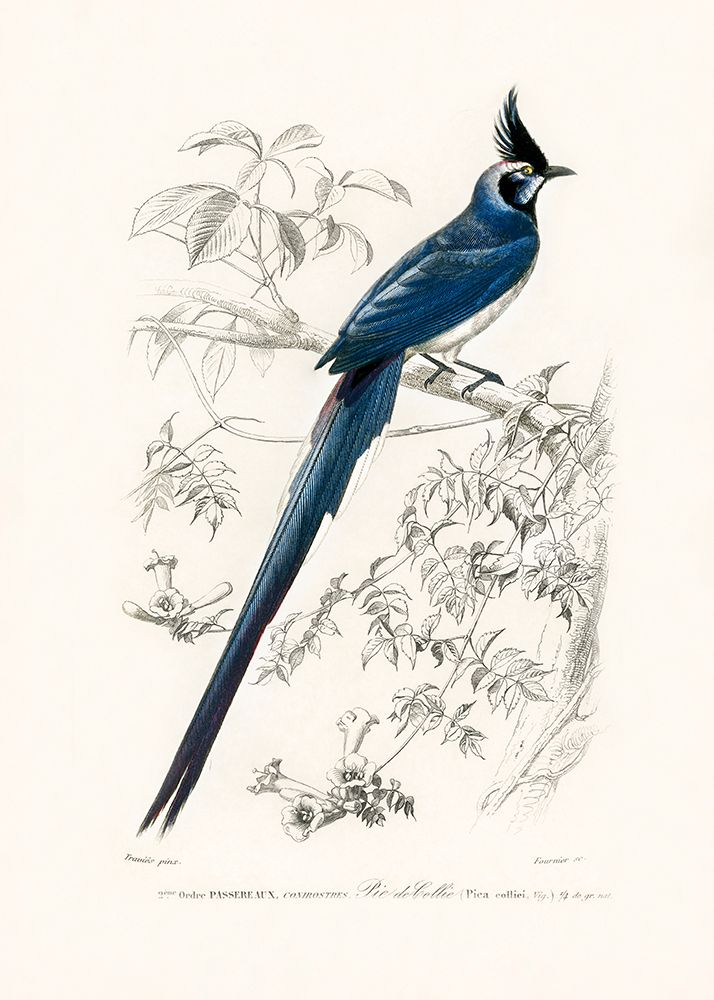 Black Throated Magpie Jay art print by Pictufy for $57.95 CAD