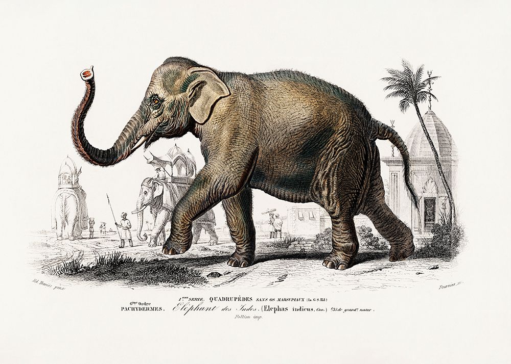 Asiatic Elephant art print by Charles D. Dessalines for $57.95 CAD