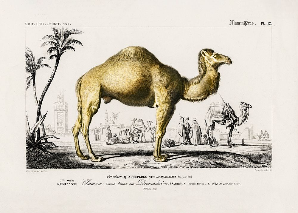 Camel (camelus) art print by Charles D. Dessalines for $57.95 CAD