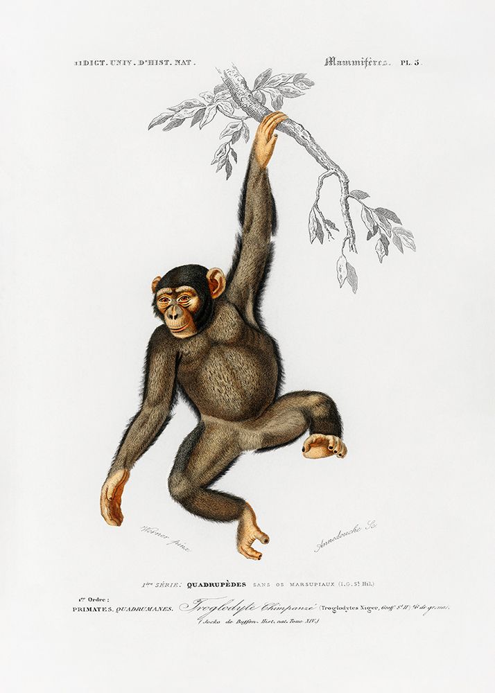 Chimpangze art print by Charles D. Dessalines for $57.95 CAD