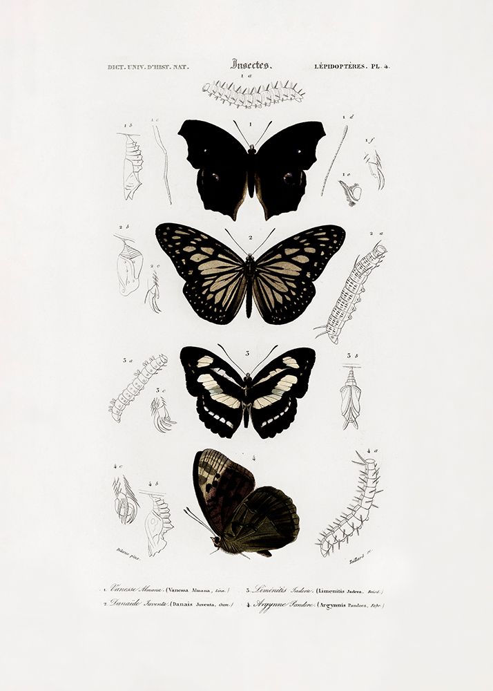 Collection of Butterflies 01 art print by Charles D. Dessalines for $57.95 CAD