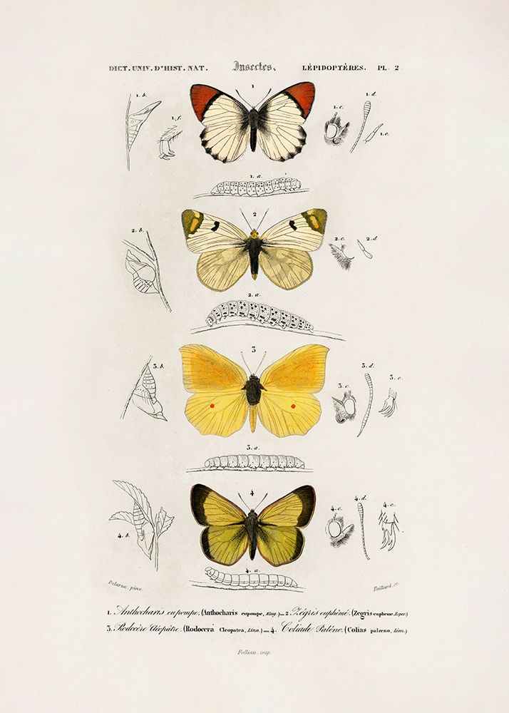 Different Types of Butterflies art print by Charles D. Dessalines for $57.95 CAD