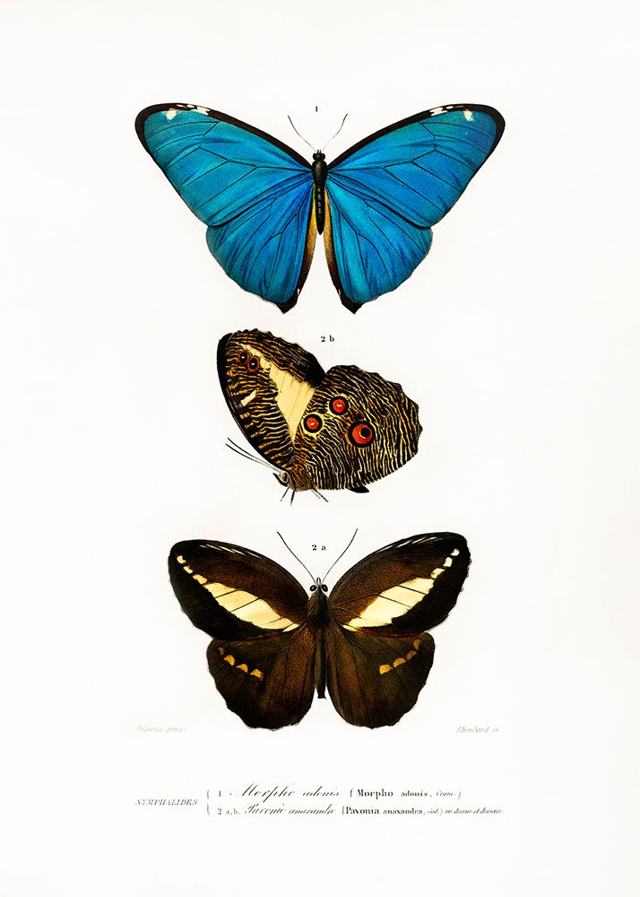Different Types of Butterflies II art print by Charles D. Dessalines for $57.95 CAD