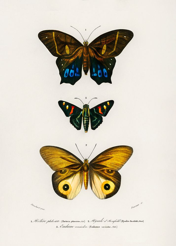 Different Types of Butterflies III art print by Charles D. Dessalines for $57.95 CAD