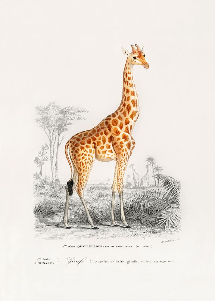 Giraffe art print by Charles D. Dessalines for $57.95 CAD