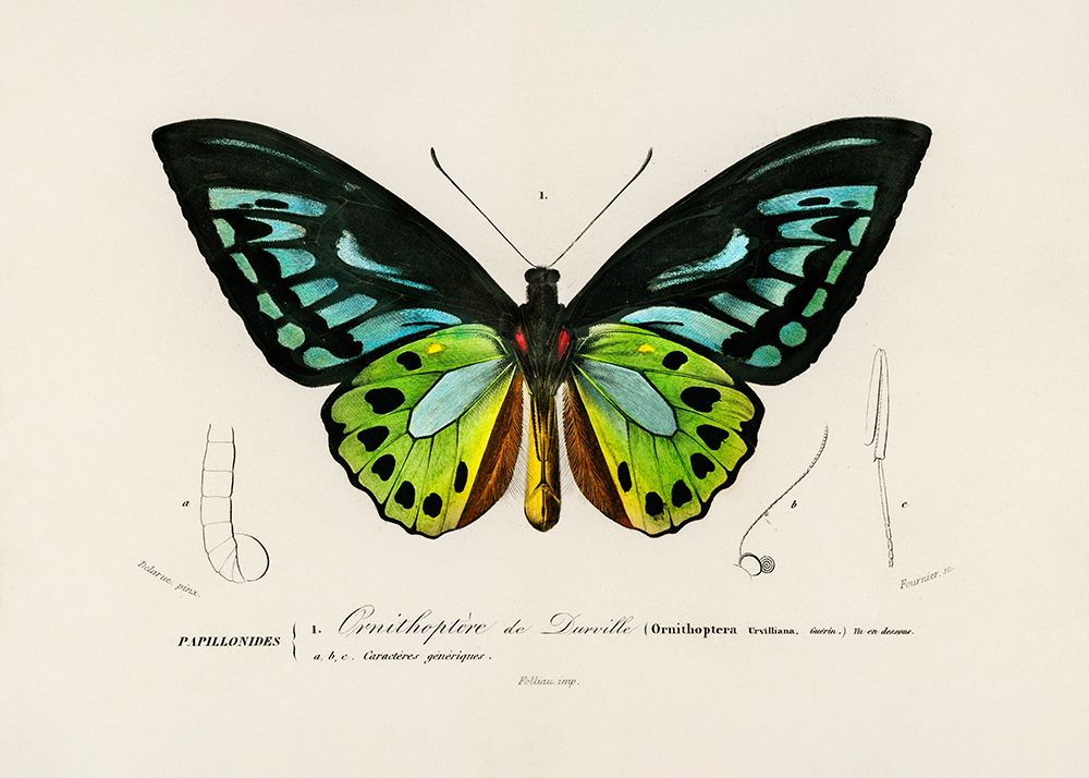 Green Birdwing Butterfly art print by Charles D. Dessalines for $57.95 CAD