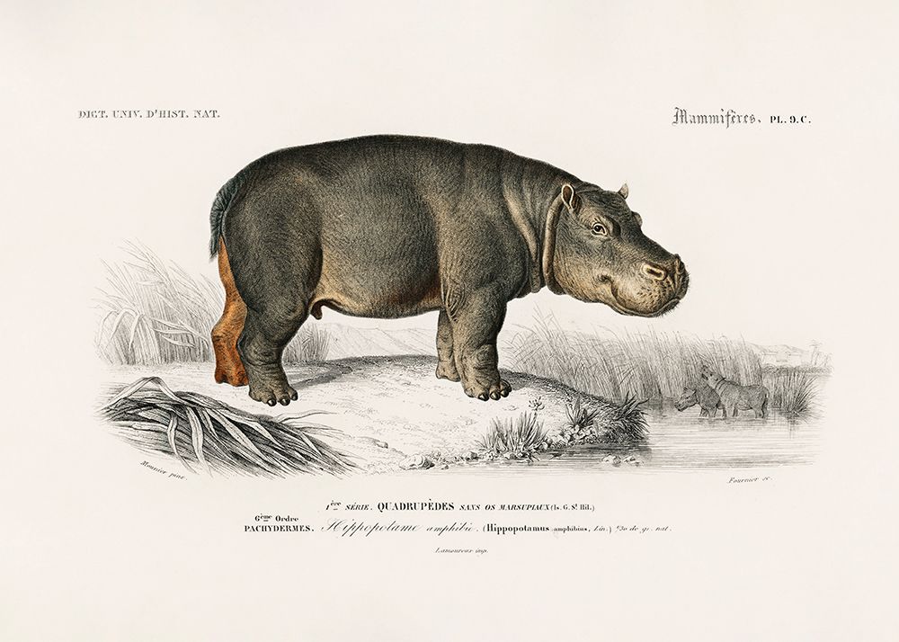 Hippopotamus art print by Charles D. Dessalines for $57.95 CAD