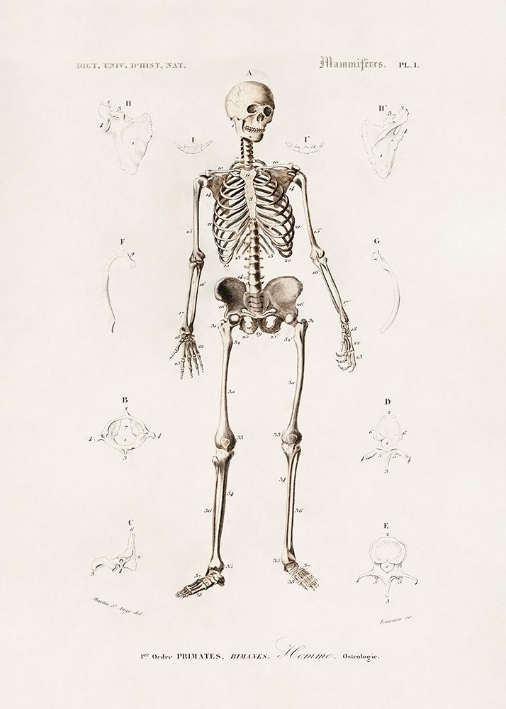 Human Skeleton art print by Charles D. Dessalines for $57.95 CAD