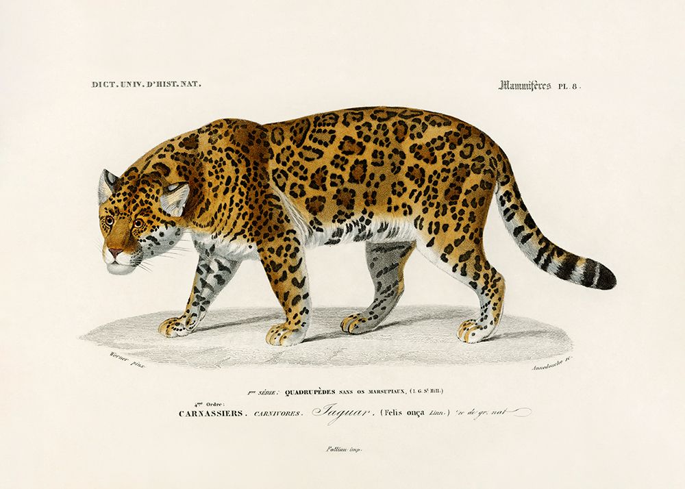 Jaguar (panthera Onca) art print by Charles D. Dessalines for $57.95 CAD