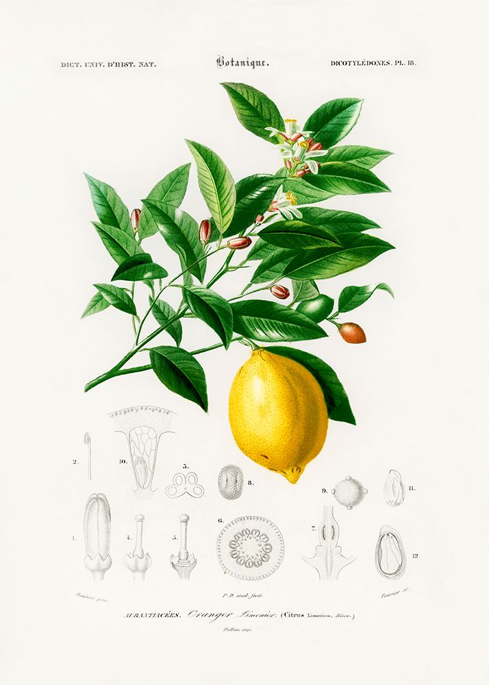 Lemon (Citrus Limonium) art print by Pictufy for $57.95 CAD