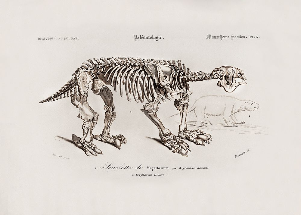 Megatherium art print by Charles D. Dessalines for $57.95 CAD