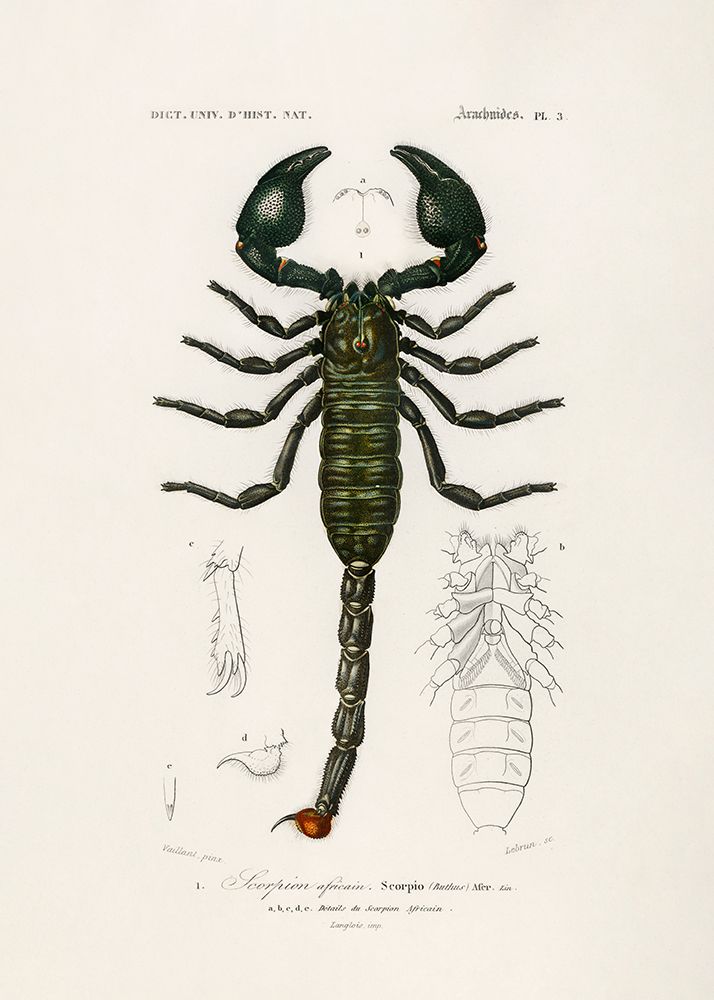 The Emperor Scorpion art print by Charles D. Dessalines for $57.95 CAD