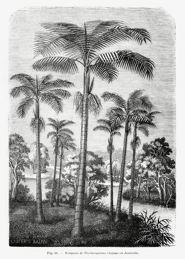 Vintage Palm Tree Drawing Ii art print by Pictufy for $57.95 CAD