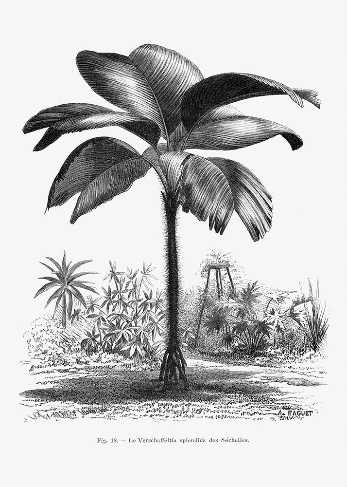 Vintage Palm Tree Drawing Iii art print by Pictufy for $57.95 CAD