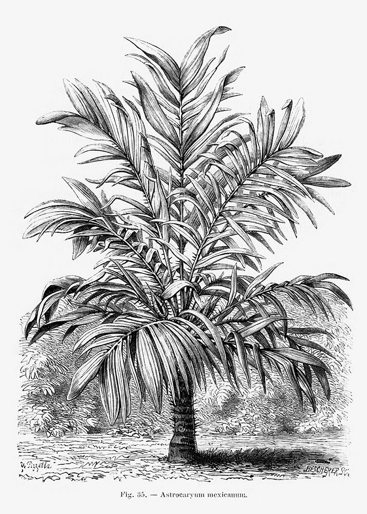 Vintage Palm Tree Drawing Ix art print by Pictufy for $57.95 CAD