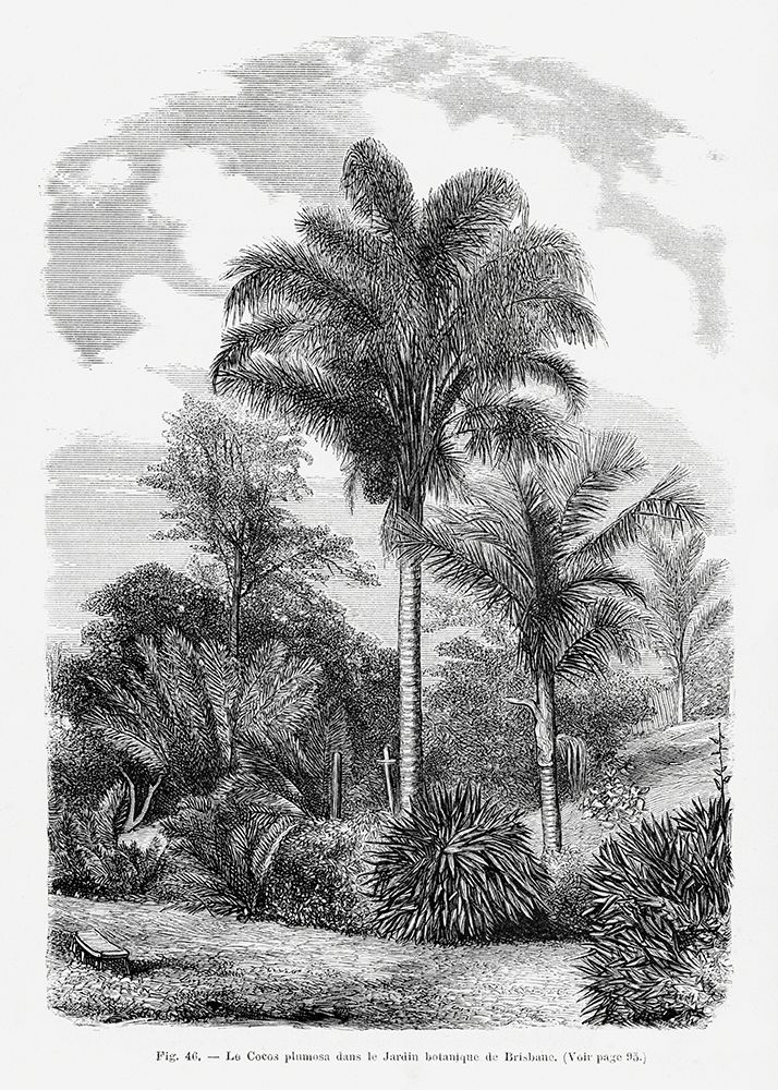 Vintage Palm Tree Drawing Vi art print by Pictufy for $57.95 CAD