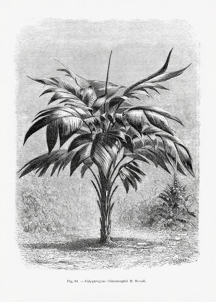 Vintage Palm Tree Drawing Viii art print by Pictufy for $57.95 CAD