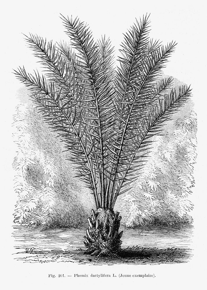 Vintage Palm Tree Drawing Xiii art print by Pictufy for $57.95 CAD