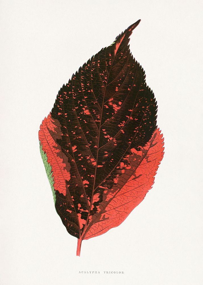 Acalypha Tricolor Leaf Illustration art print by Les Plantes for $57.95 CAD