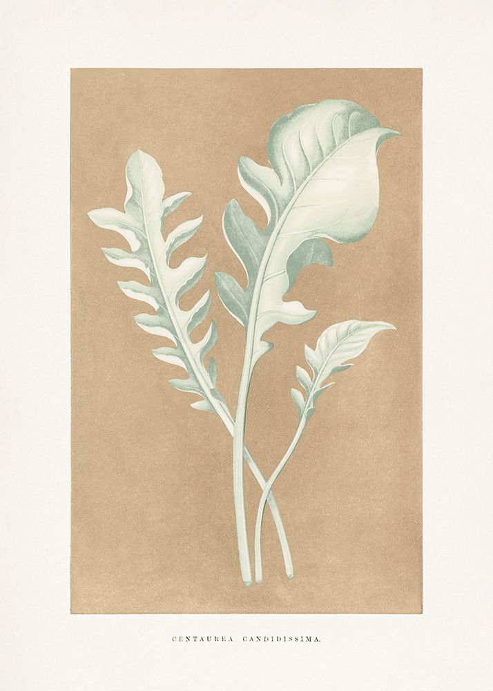 Centaurea Candidissima Leaf Illustration art print by Les Plantes for $57.95 CAD