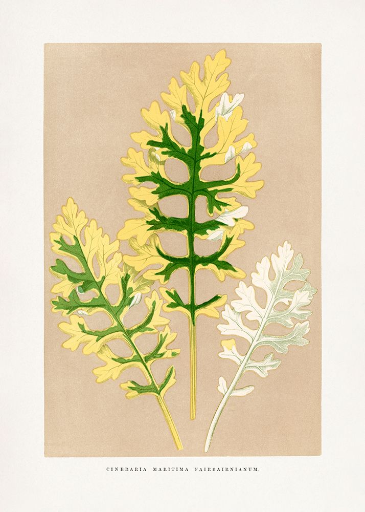 Cineraria Maritima Fairbairnianum Leaf Illustration art print by Les Plantes for $57.95 CAD