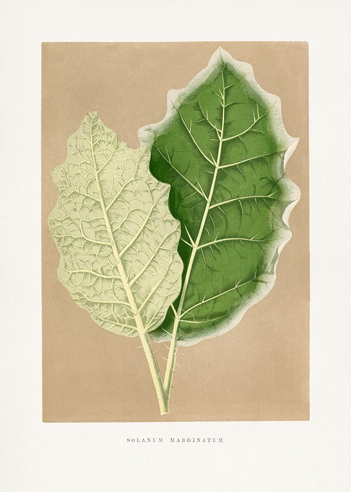 Green Solanum Marginatum Leaf Illustration art print by Les Plantes for $57.95 CAD