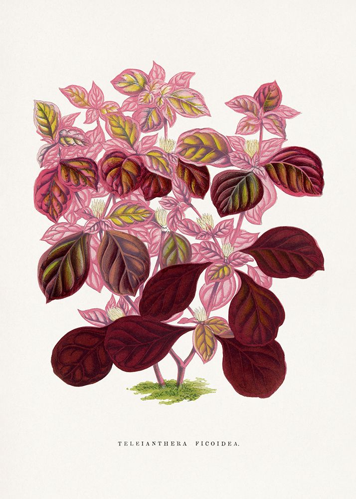 Pink Teleianthera Ficoidea Leaf Illustration art print by Les Plantes for $57.95 CAD