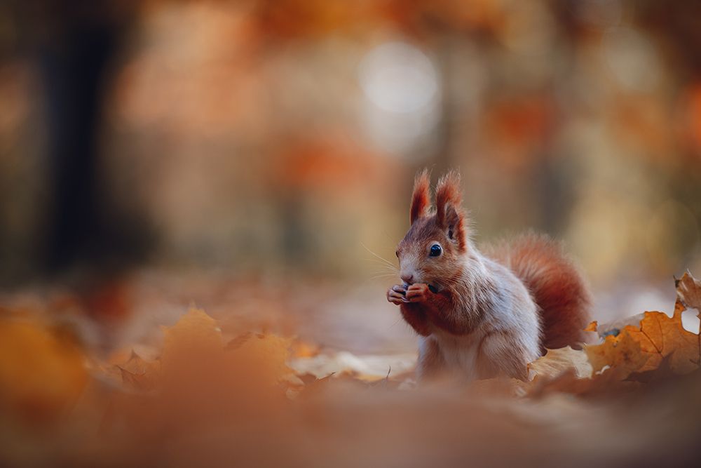 The red squirrel or Eurasian red squirrel (Sciurus vulgaris) art print by Jan Rozehnal for $57.95 CAD