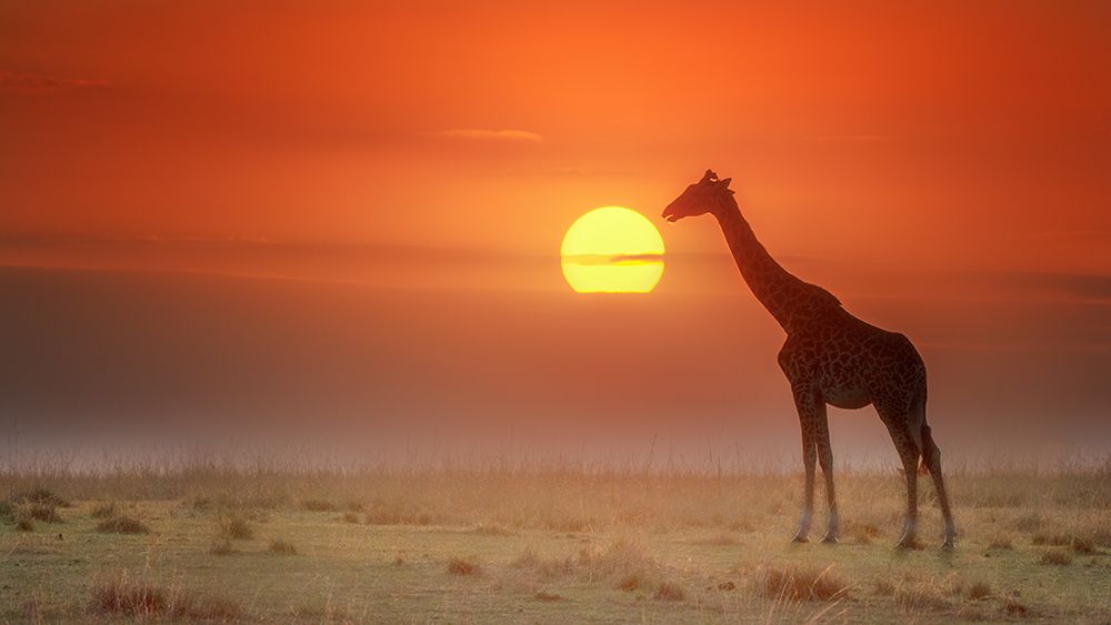 Kiss the sun art print by Yuan Su for $57.95 CAD