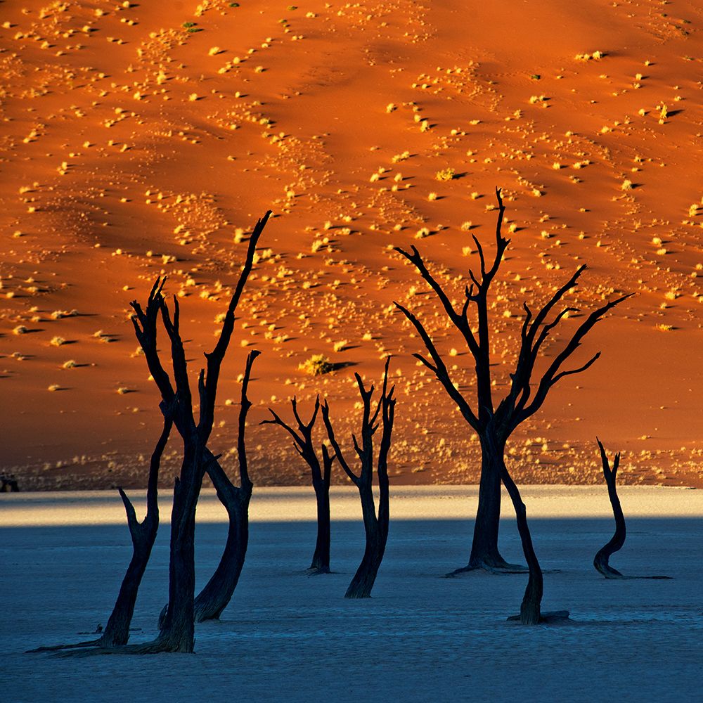Deadvlei art print by Mark Boyle for $57.95 CAD