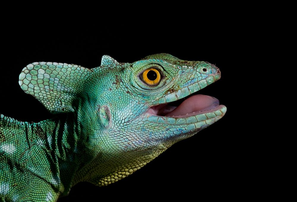 Basiliscus plumifrons - Plumed Basilisk art print by Thor Hakonsen for $57.95 CAD