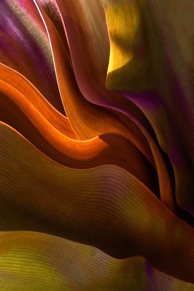 Ribbons of leaves in Maui. art print by Robin Wechsler for $57.95 CAD