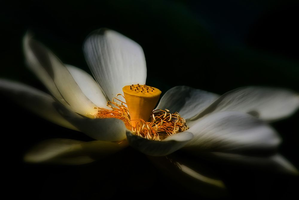 A Lotus, Softly art print by Travis Burgess for $57.95 CAD