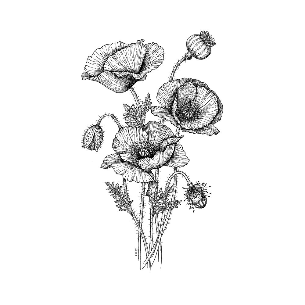 Poppies art print by Petra Holikova for $57.95 CAD