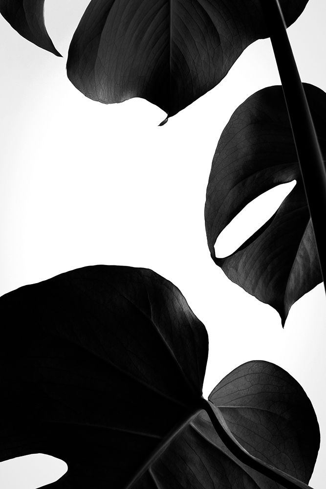 Contrasty Monstera art print by Pictufy Studio III for $57.95 CAD