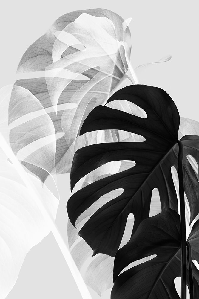Monstera Black And White art print by Pictufy Studio III for $57.95 CAD