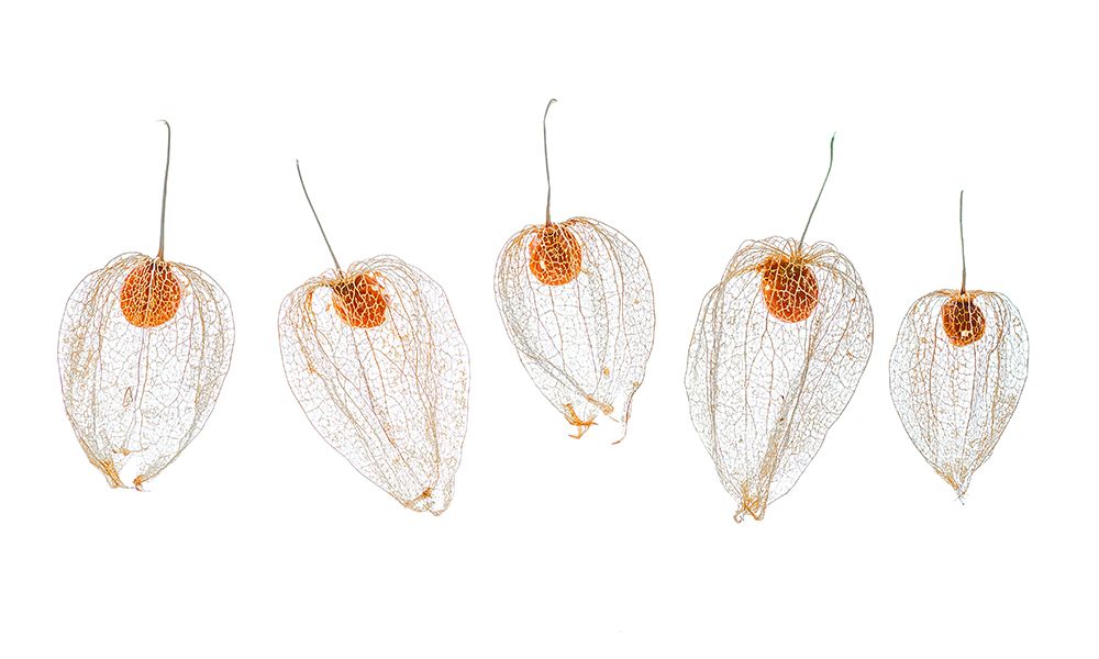 Chinese lanterns art print by Ytje Veenstra for $57.95 CAD