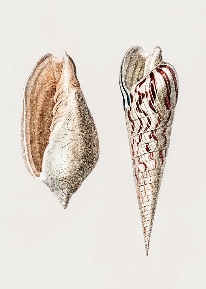 Two Mollusks Crop Ii art print by Pictufy for $57.95 CAD