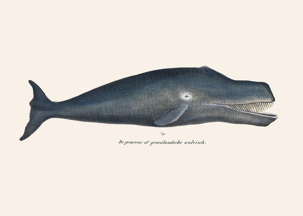 Whale I Antique Handcolored Sealife Lithograph 1824 art print by Pictufy for $57.95 CAD
