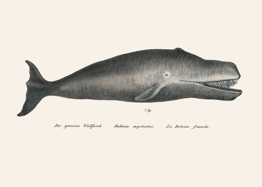 Whale Ii Antique Handcolored Sealife Lithograph 1824 art print by Pictufy for $57.95 CAD