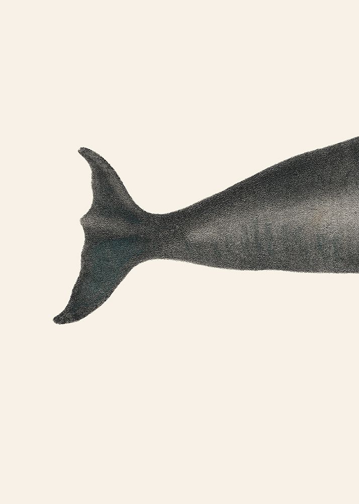 Whale Tight Crop I Handcolored Sealife Lithograph 1824 art print by Pictufy for $57.95 CAD