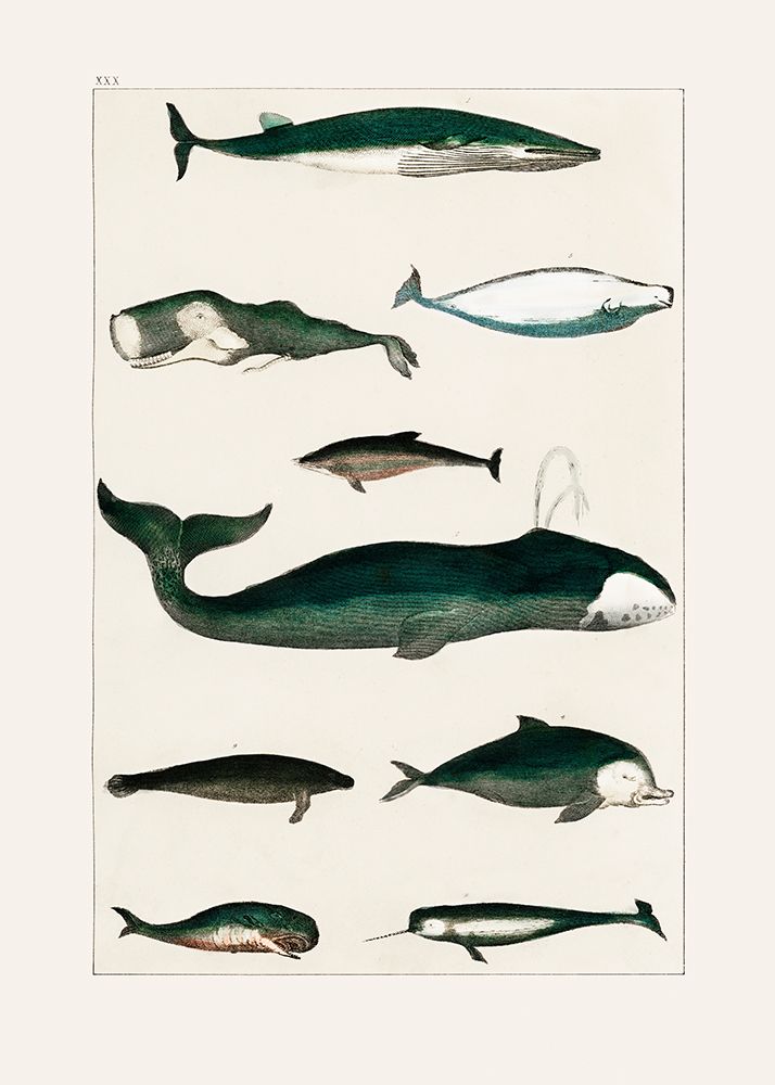 Vintage Whale Poster art print by Pictufy for $57.95 CAD