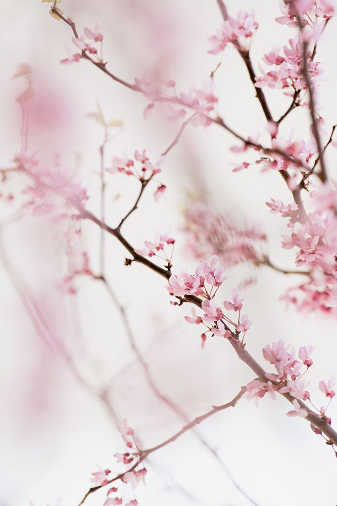 Cherry Blossom No.1 art print by Crystal Lynn Collins for $57.95 CAD