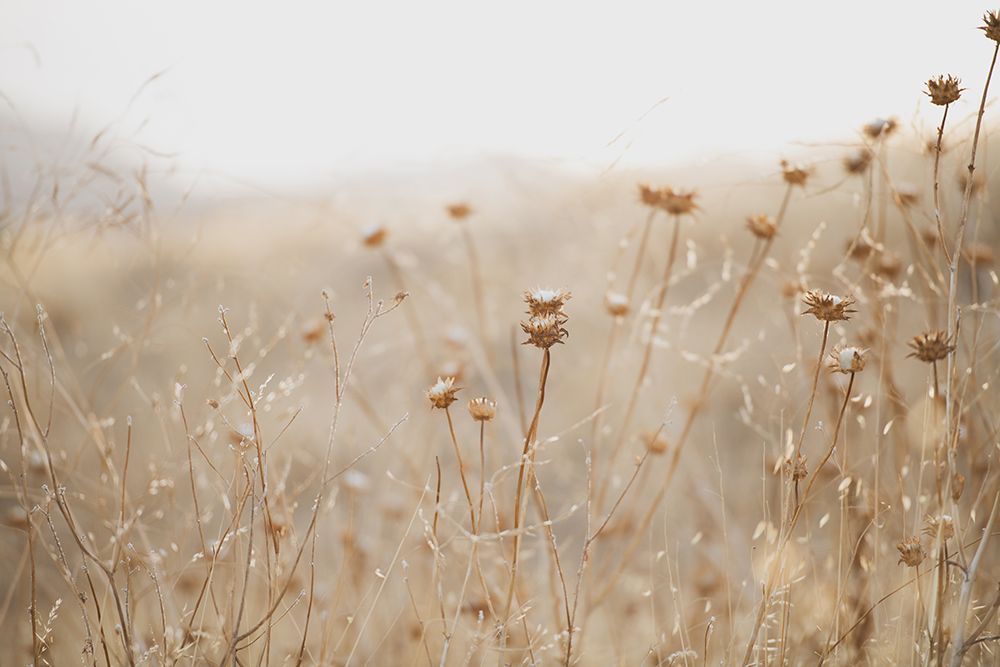 winter thistle no.2 art print by Crystal Lynn Collins for $57.95 CAD