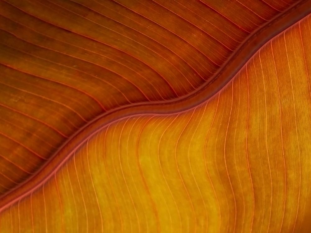 Yellow plus orange equals a leaf in late fall art print by Robin Wechsler for $57.95 CAD