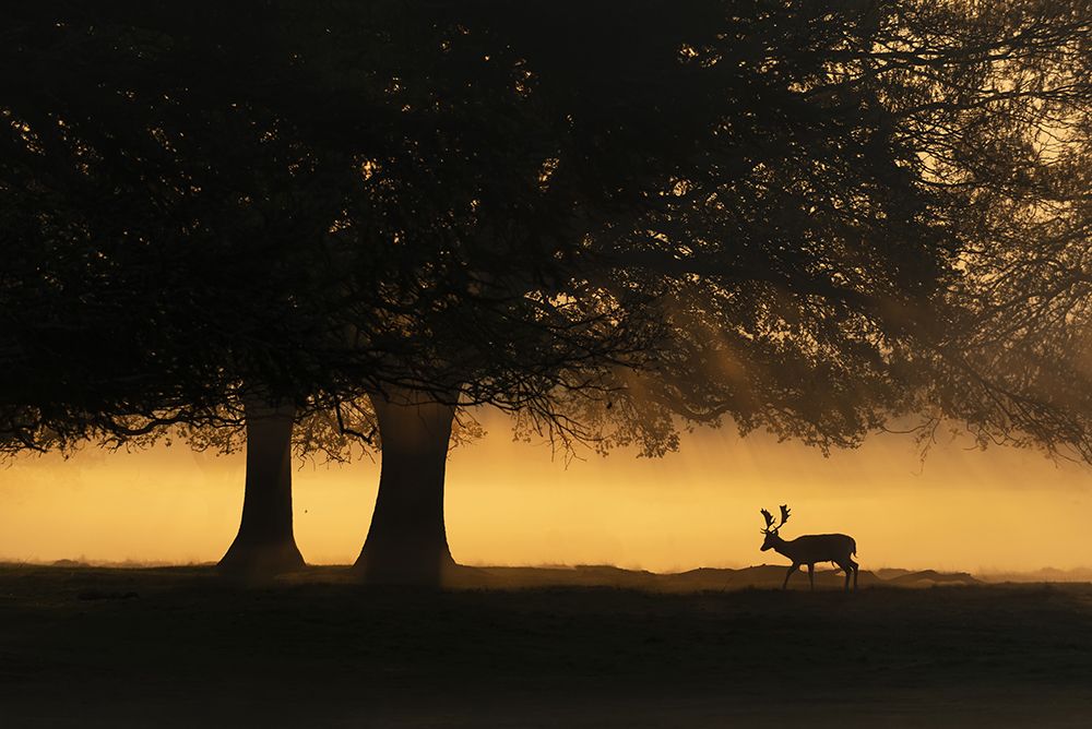 European Fallow Deer art print by Radojica Jevric Fotorax for $57.95 CAD