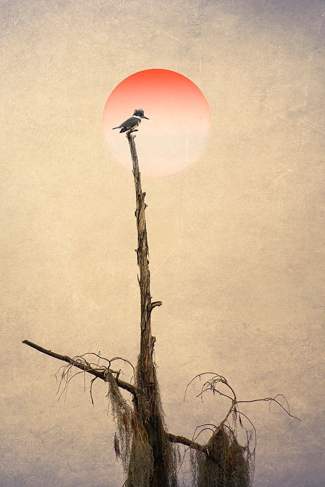 Pictorial Photography Kingfisher art print by Larry Deng for $57.95 CAD