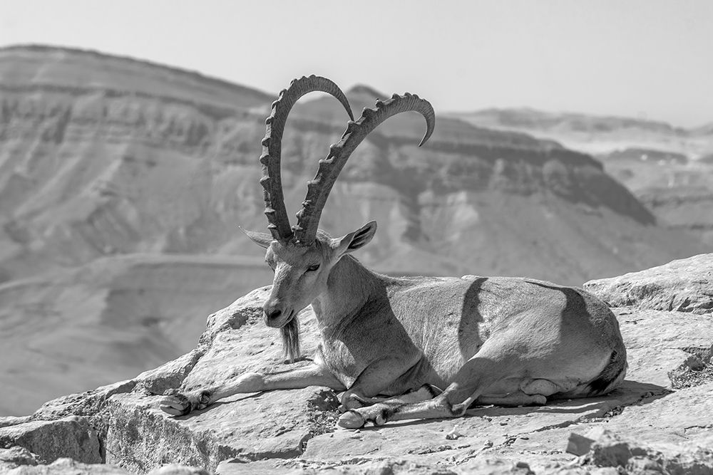 Male Nubian Ibex art print by Ran Dembo for $57.95 CAD